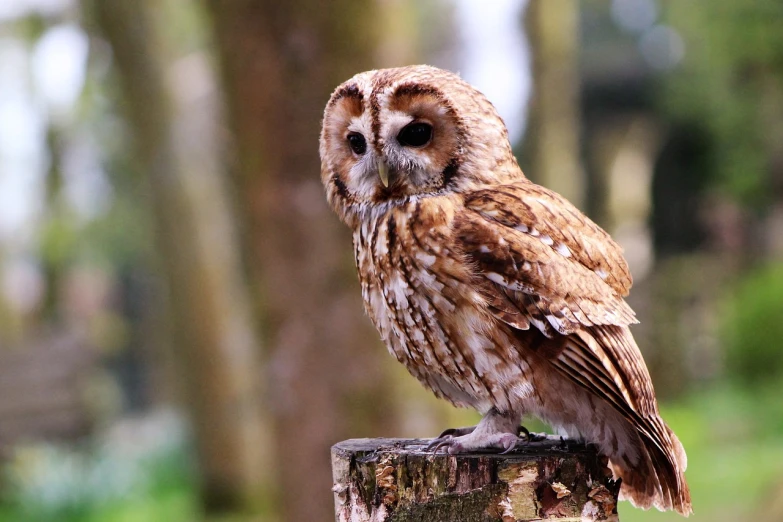 a brown and white owl sitting on top of a tree stump, a picture, by Edward Corbett, trending on pixabay, high quality wallpaper, on a pedestal, over the shoulder, on a wooden plate