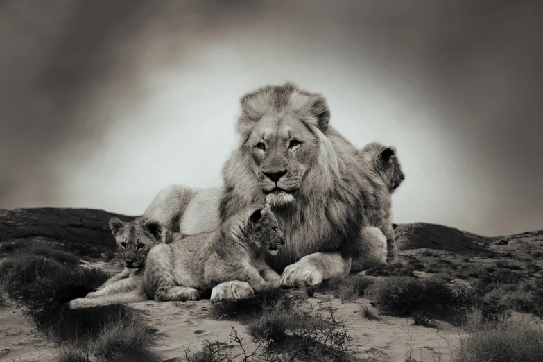 a couple of lions laying on top of a dirt field, a black and white photo, by Juergen von Huendeberg, romanticism, family portrait, jean-sebastien rossbach, ultrafine detail ”, daddy