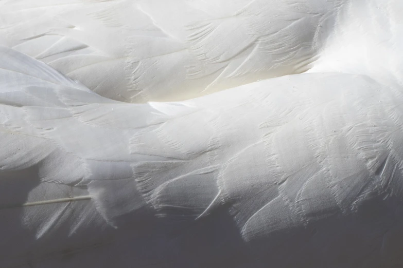 a close up of a white swan's feathers, by Anna Füssli, white sheets, gooses, textured plastic, back - lit