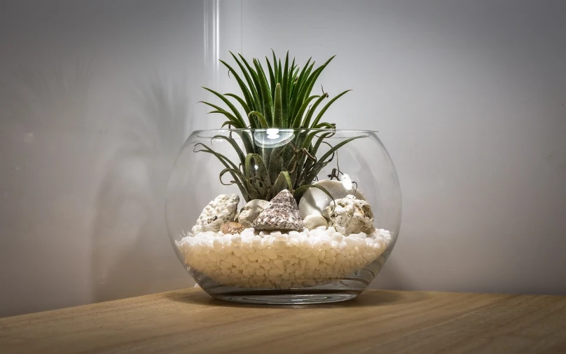 a close up of a plant in a vase on a table, by Adam Marczyński, pixabay, terrarium lounge area, highly detailed product photo, beach setting, bowl