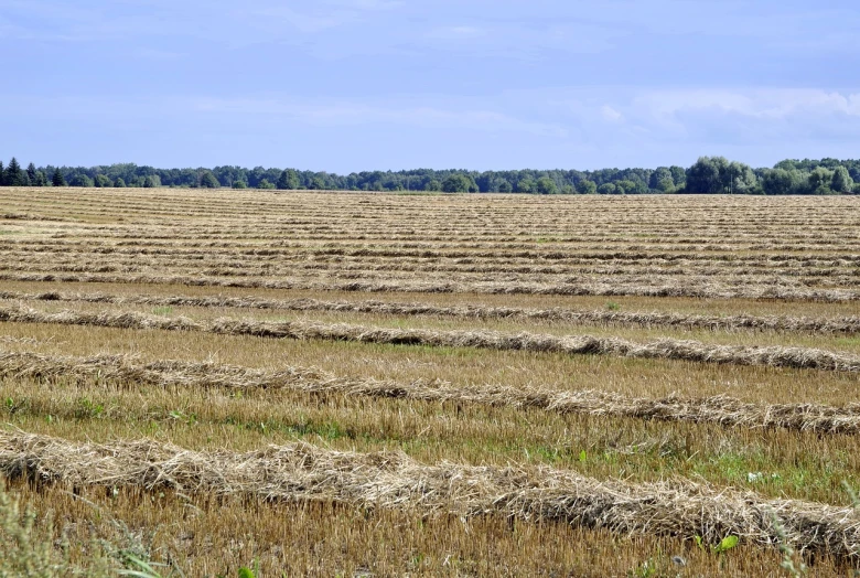 a field of hay with trees in the background, a stock photo, shutterstock, in louisiana, in rows, platforms, stock photo