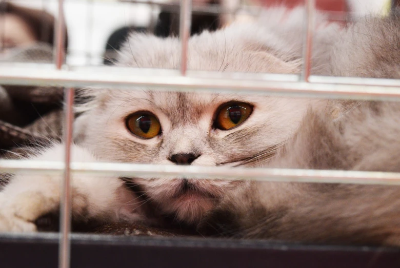 a close up of a cat in a cage, a picture, by Yi Jaegwan, shutterstock, scottish fold, a silver haired mad, disappointed, photo taken in 2018