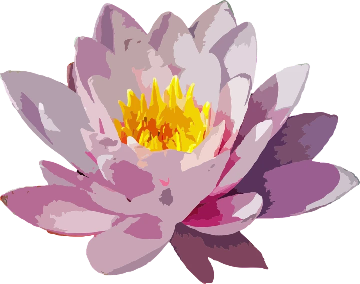 a close up of a flower on a black background, a digital painting, inspired by Masamitsu Ōta, pixabay, waterlily pond, !!! very coherent!!! vector art, painted with colour on white, pink flower