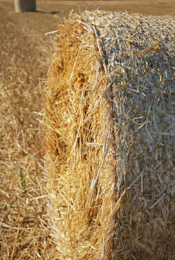 a close up of a hay bale in a field, a picture, pixabay, high resolution texture, golden sunlight, view from the side”, phone photo