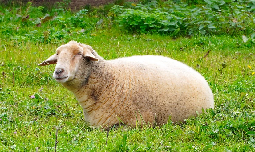 a sheep that is laying down in the grass, by Jan Rustem, pixabay, fine art, morbidly obese, full body shot!!, he has an elongated head shape, snapchat photo