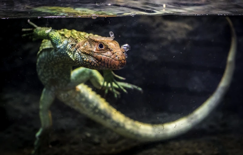 a close up of a lizard in a tank, by Adam Marczyński, unsplash, photorealism, emerging from the water, 🦩🪐🐞👩🏻🦳, zoo photography, monitor