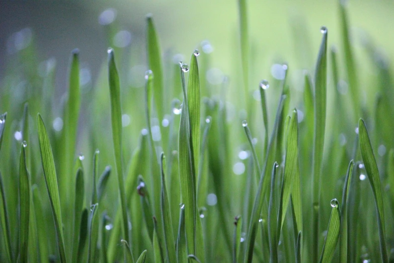 a close up of some grass with water droplets, by Jan Rustem, seedlings, tall thin, lush lawn, grain”