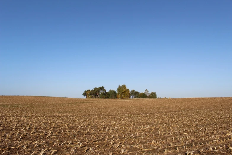 a field with a lone tree in the distance, by Dietmar Damerau, flickr, land art, in the autumn, side view from afar, corn, lot of trees