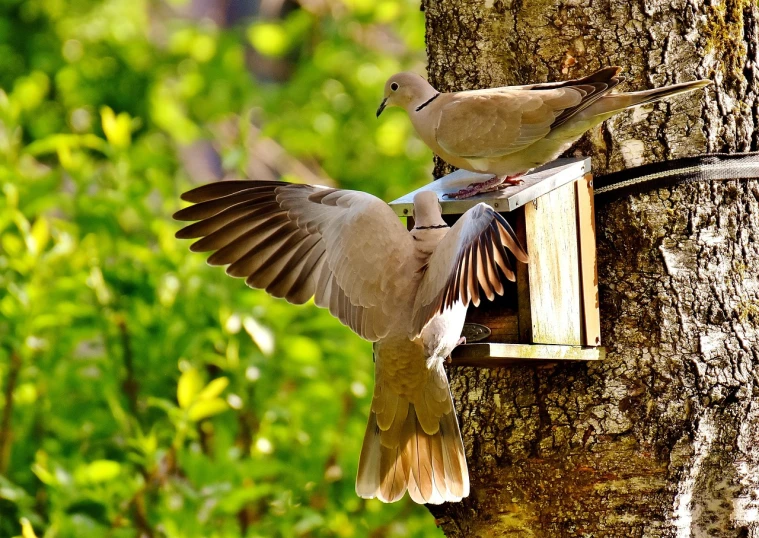 a couple of birds standing on top of a tree, a photo, by Jan Rustem, shutterstock, happening, doves flying into the portal, family dinner, closeup photo, brood spreading