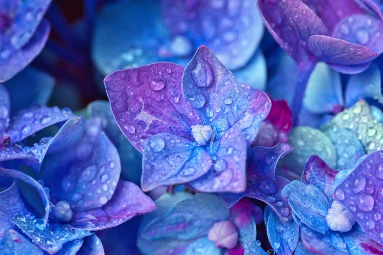 a close up of a bunch of purple and blue flowers, inspired by Alberto Seveso, unsplash, beautiful art uhd 4 k, water drops, hydrangea, blue - petals