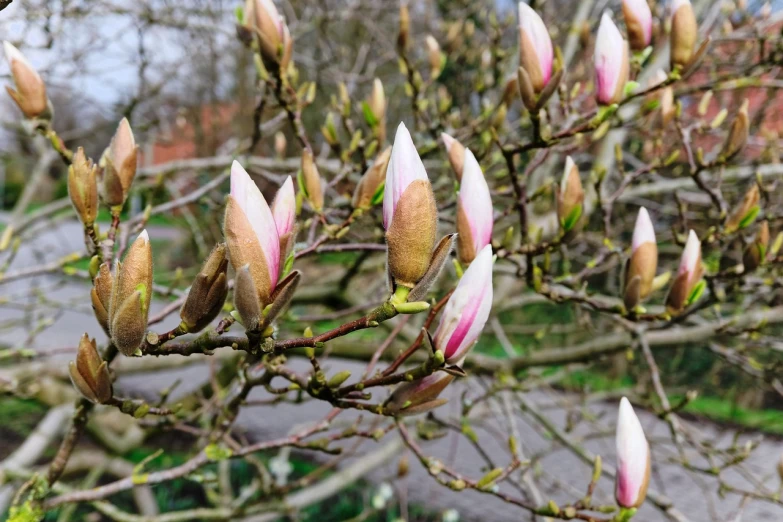 a close up of a bunch of flowers on a tree, a portrait, inspired by Jane Nasmyth, shutterstock, hurufiyya, magnolia stems, parks and gardens, cone, sprouting