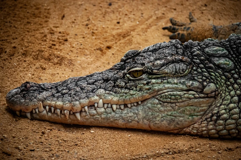 a close up of a crocodile's head on a dirt ground, a portrait, shutterstock, photorealism, highly detailed photo 4k, f / 1, laying on sand, very sharp photo