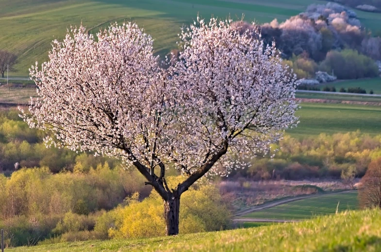 a tree sitting on top of a lush green hillside, by Thomas Häfner, flickr, romanticism, cherry blosom trees, plum blossom, andrzej marszalek, sakura bloomimg