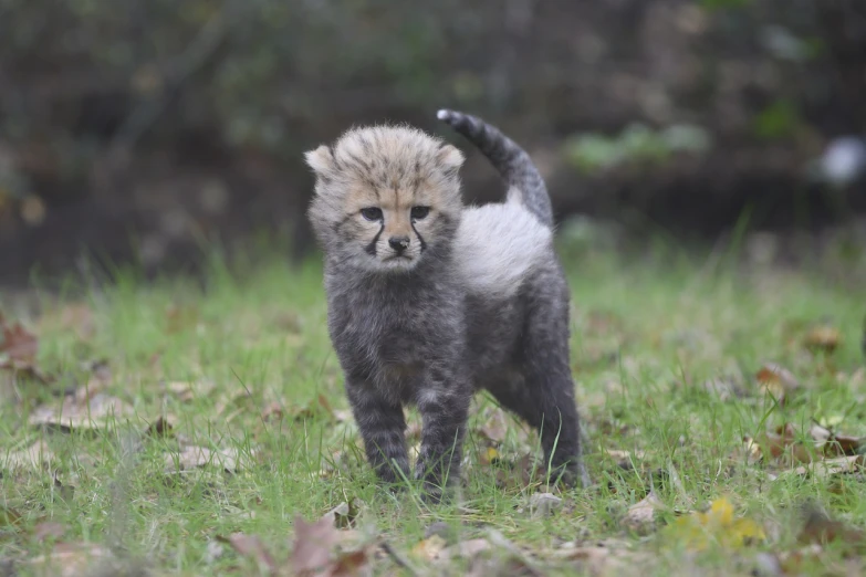 a small cheetah cub standing in the grass, thick fluffy tail, grey, aubrey powell, danila tkachenko