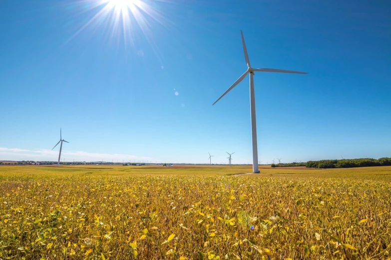 a field of grass with wind turbines in the background, a stock photo, by Thomas Häfner, shutterstock, field of sunflowers, ultrawide angle cinematic view, iowa, bright and sunny day