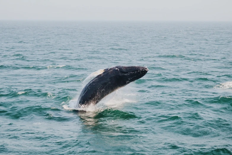 a whale is jumping out of the water, a picture, by Emanuel Witz, shutterstock, high quality photos, on clear background, jin kim, plump