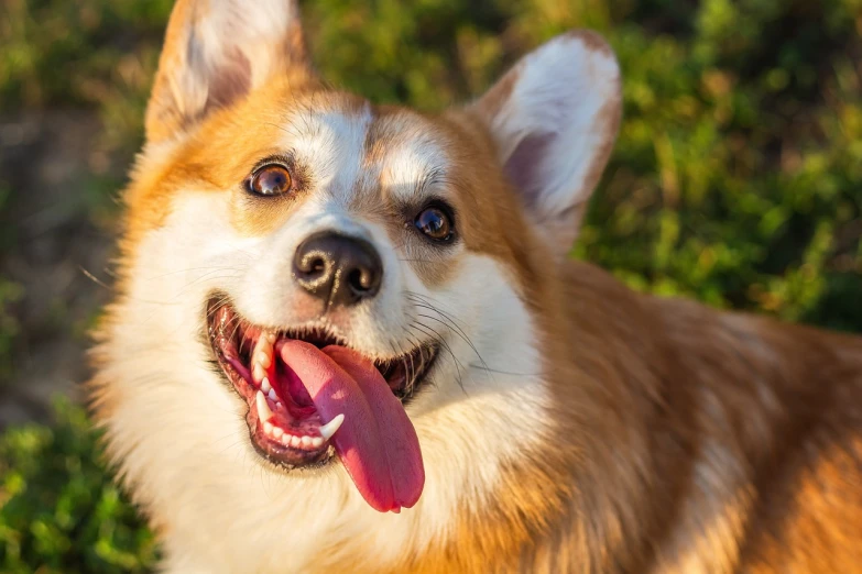 a close up of a dog with its tongue out, a stock photo, corgi, bright and sunny day, details and vivid colors, relaxing and smiling at camera