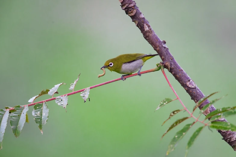 a small bird sitting on top of a tree branch, by Robert Brackman, flickr, mingei, olive green, having a snack, indonesia, 2 4 mm iso 8 0 0