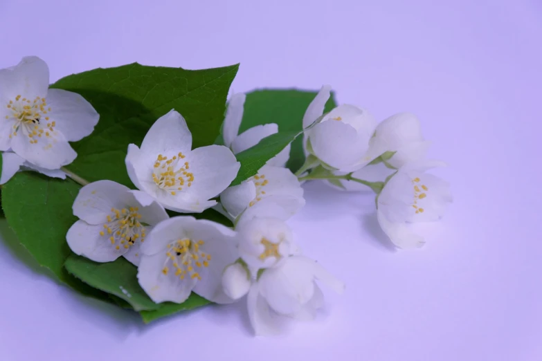 a bunch of white flowers with green leaves, a macro photograph, miniature product photo, jasmine, on simple background, product introduction photo