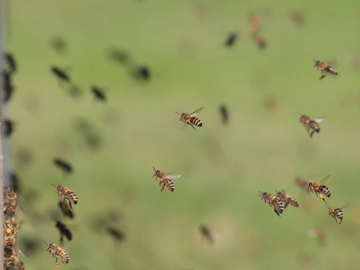 a bunch of bees that are flying in the air, a picture, by Erwin Bowien, shutterstock, shot on 1 6 mm, manuka, close establishing shot, stock photo