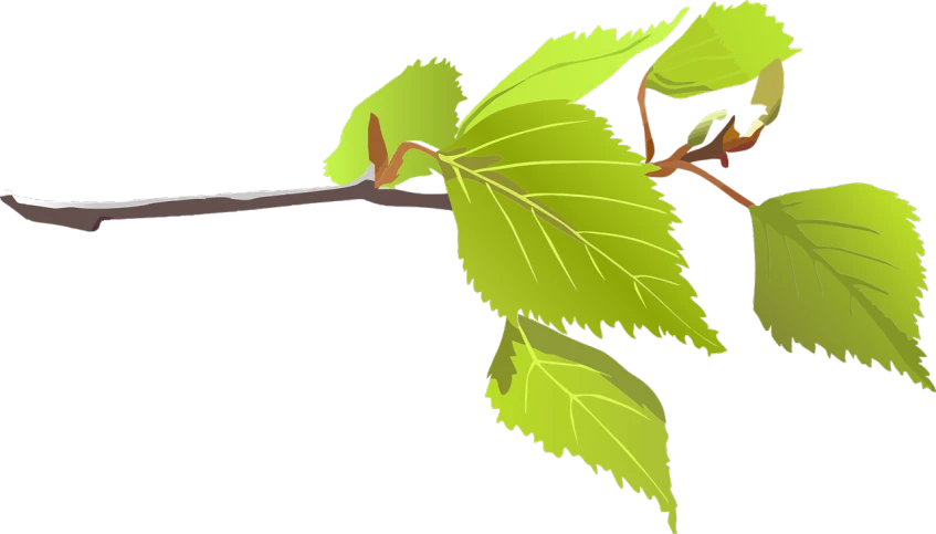 a branch of a tree with green leaves, a digital rendering, inspired by Masamitsu Ōta, hurufiyya, birch, raspberry, animation still, vectorised