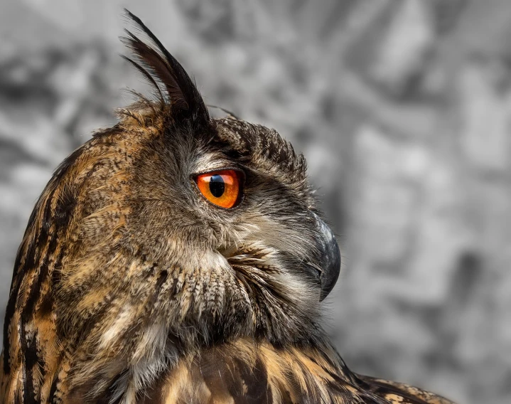 a close up of an owl with orange eyes, a portrait, shutterstock, baroque, fur hdr, close - up profile, stock photo