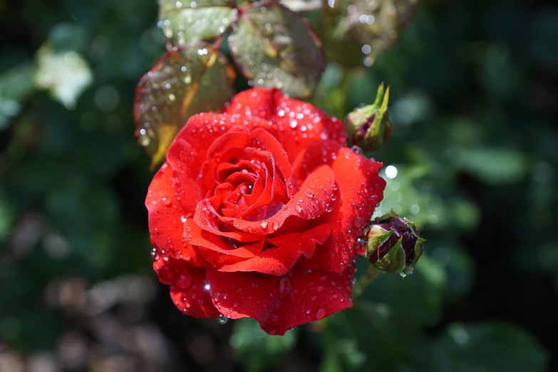 a red rose with water droplets on it, red flowers of different types, heavily ornamental, high res photo