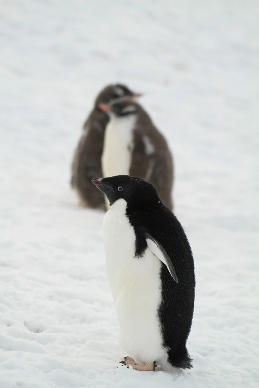 two penguins standing next to each other in the snow, a picture, by Peter Churcher, shutterstock, mingei, person in foreground, very sharp photo