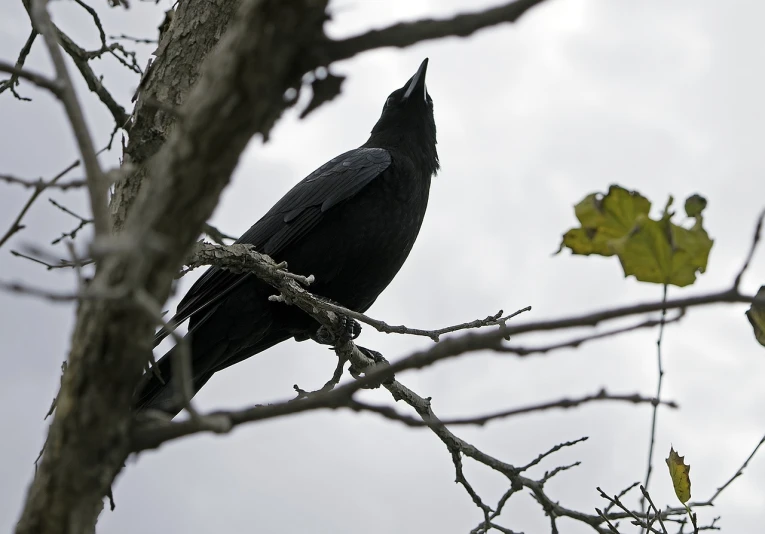 a black bird sitting on top of a tree branch, a photo, slight overcast, screaming, low - angle shot from behind, dressed in black velvet
