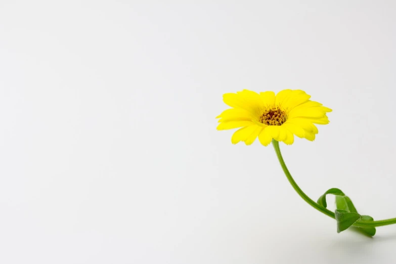 a single yellow flower in a white vase, by Maeda Masao, unsplash, minimalism, radiant smile. ultra wide shot, daisy, けもの, full view blank background