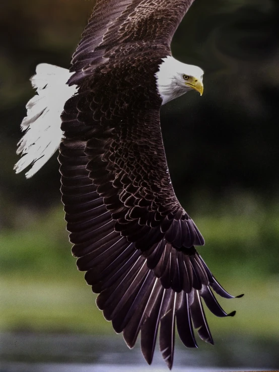 a bald eagle flying over a body of water, a portrait, by Jan Rustem, posterized, natural geographic photography, tall angle, at takeoff