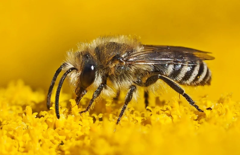 a close up of a bee on a yellow flower, a macro photograph, by Juergen von Huendeberg, grizzled, local conspirologist, looking from side!, extremely detailed!