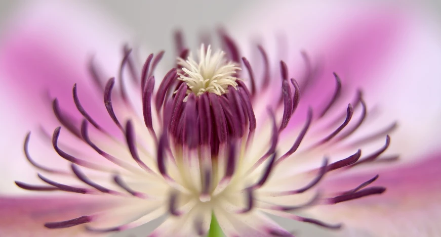 a close up of a pink and white flower, by Jan Rustem, clematis design, shot with premium dslr camera, clover, spiraling