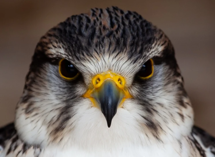 a close up of a bird of prey, a portrait, by Jan Rustem, flickr, big smirk, avatar image, macrophoto, portrait of merlin