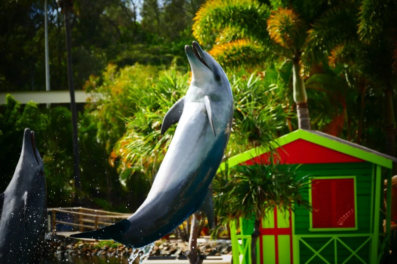 a couple of dolphins jumping out of the water, a portrait, theme park, tamborine, dlsr photo, gardening