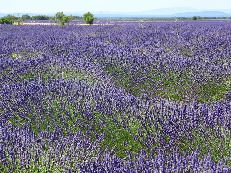 a field of purple flowers with mountains in the background, by Eva Gonzalès, color field, in a lavender field in france, new mexico, annie leibowit, perfume