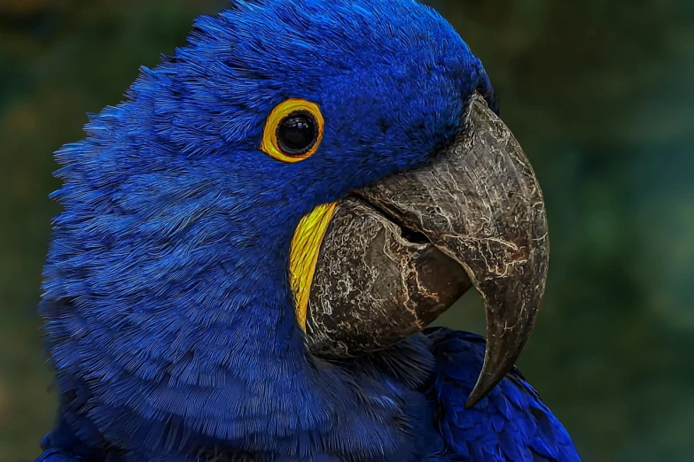 a close up of a blue parrot with a yellow beak, a portrait, by Hans Werner Schmidt, pixabay contest winner, photorealism, blue veins, today\'s featured photograph 4k, rugged face, brazilian