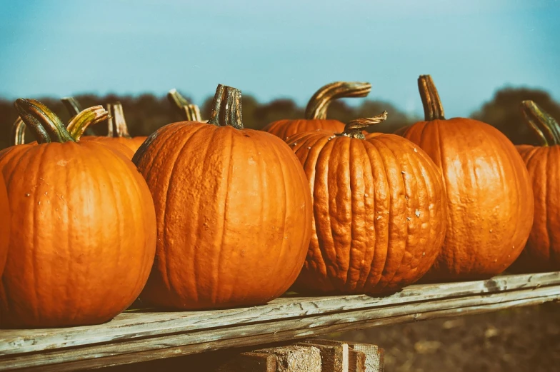 a row of pumpkins sitting on top of a wooden table, a picture, pexels, on a sunny day, cover shot, 🦩🪐🐞👩🏻🦳, half image