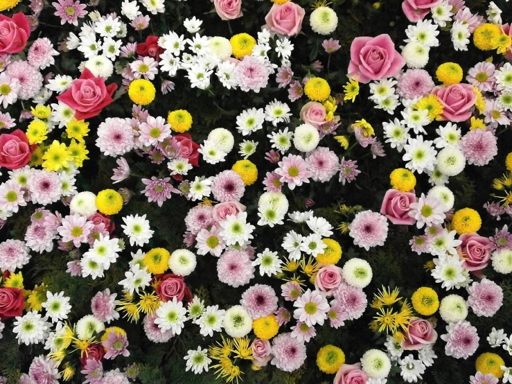 a bunch of flowers that are next to each other, a mosaic, by Murakami, flickr, the grand temple of flowers, 🌸 🌼 💮, close up shot from the top, hd —h 1024