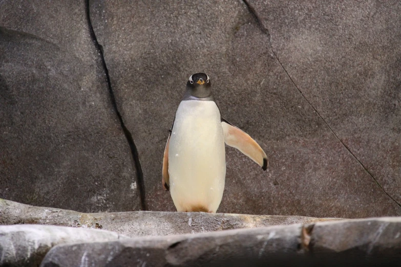 a penguin standing on top of a rock, a portrait, by Lorraine Fox, flickr, in the zoo exhibit, standing in a grotto, portlet photo, walking towards camera