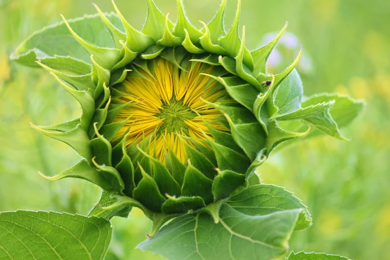 a close up of a sunflower in a field, by Jan Rustem, flickr, precisionism, epicanthal fold, resembling a crown, all enclosed in a circle, green