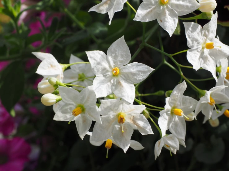 a bunch of white flowers with yellow centers, arabesque, clematis like stars in the sky, bougainvillea, sunny morning light, very fine details