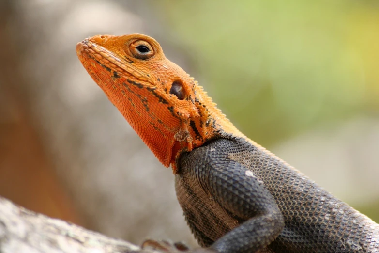 a close up of a lizard on a rock, by Matteo Pérez, flickr, sumatraism, orange head, well designed female dragon head, sharp black skin, 1 8 7 7