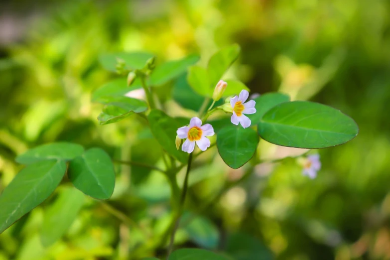 a close up of a plant with white flowers, by Robert Brackman, shutterstock, vibrant colorful green leaves, depth of field 20mm, pink yellow flowers, palutena