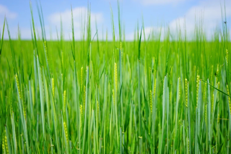 a field of green grass with a blue sky in the background, a stock photo, by Yokoyama Taikan, hurufiyya, malt, its name is greeny, close - up photo, celebration
