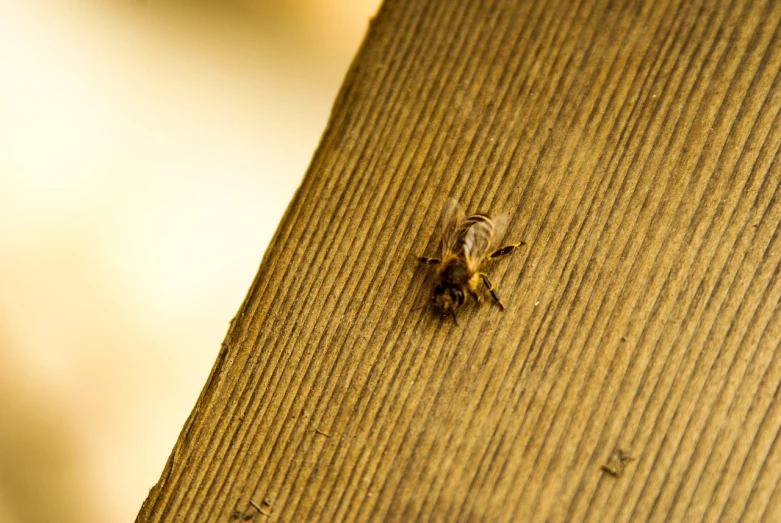 a close up of a bee on a piece of wood, a macro photograph, document photo, in the sun, deck, wide shot photo