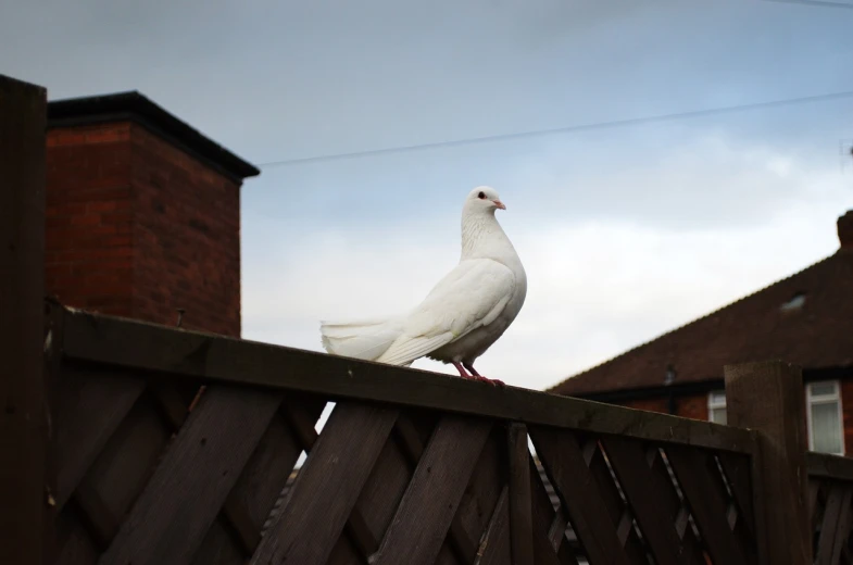 a white pigeon sitting on top of a wooden fence, inspired by Paul Bird, arabesque, 2 4 mm iso 8 0 0, standing on rooftop, chav, turned back to camera