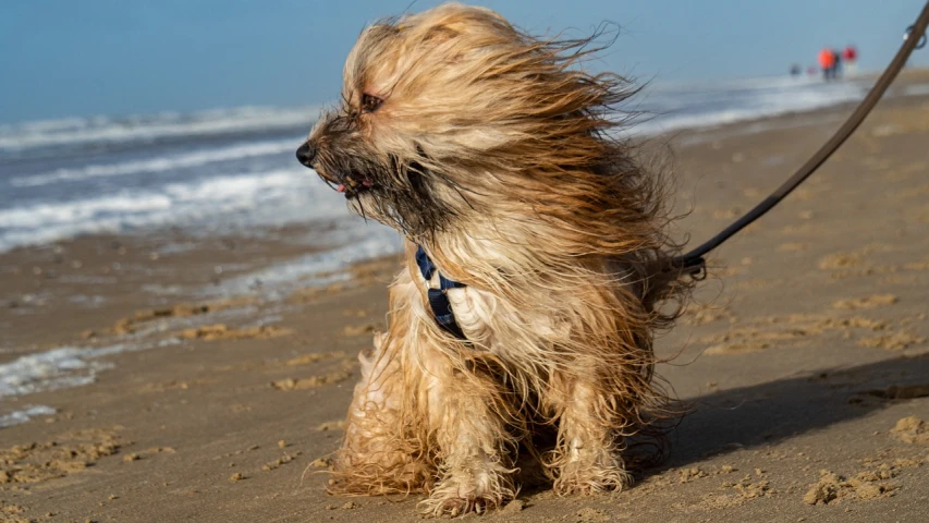 a small dog sitting on top of a sandy beach, a portrait, by Edward Corbett, windy floating hair!!, turbulent waves, captured on canon eos r 6, sienna