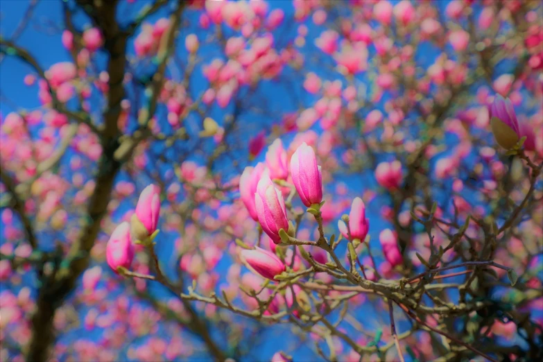 a close up of a tree with pink flowers, by Maeda Masao, pexels, magnolia stems, blue and pink, seasons!! : 🌸 ☀ 🍂 ❄, pink zen style