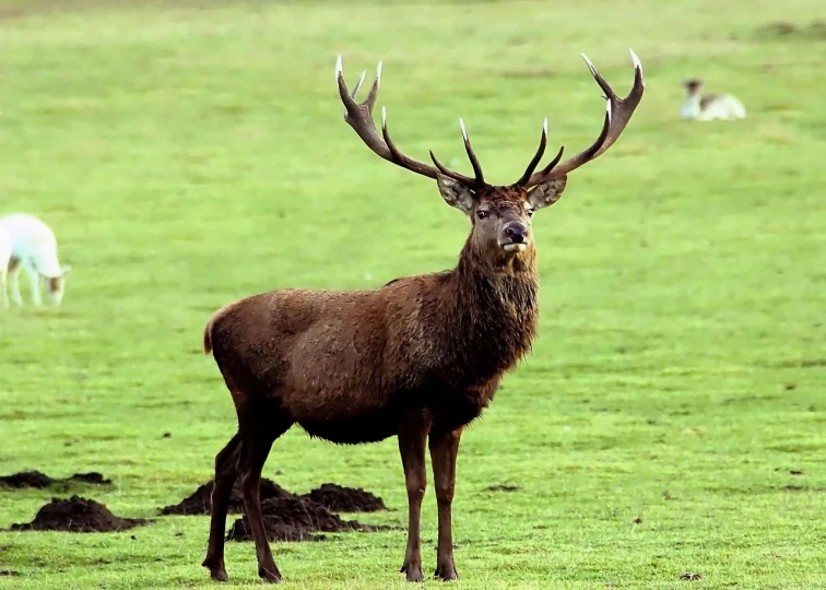 a deer standing on top of a lush green field, a picture, by Robert Brackman, voluptuous male, horns!, stern look, 🦩🪐🐞👩🏻🦳